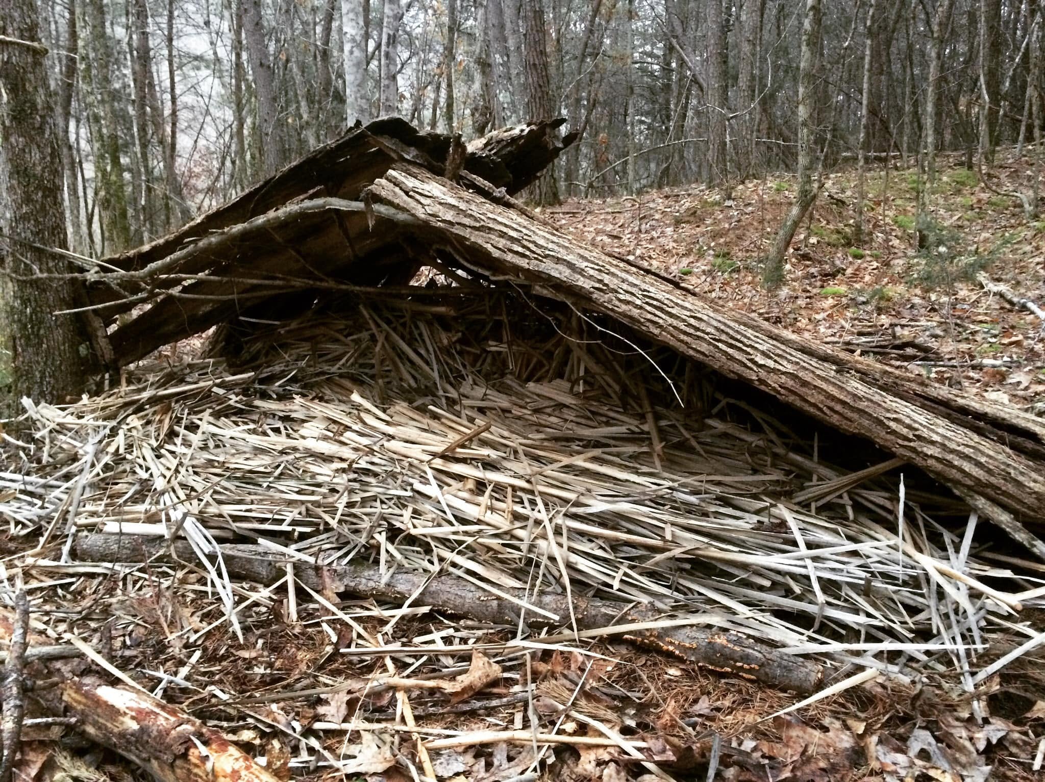 A primitive lean-to shelter bedded and insulated with dried cattail leaves