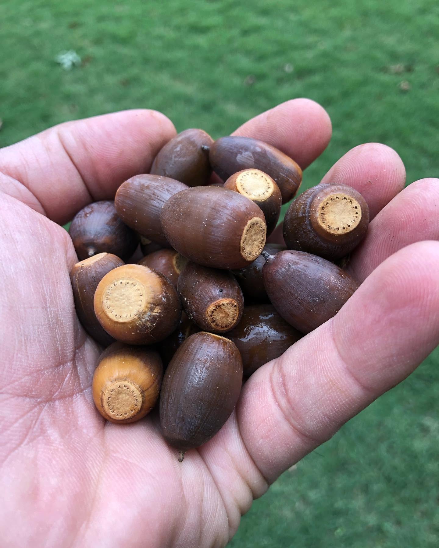 A hand holding freshly gathered white oak acorns