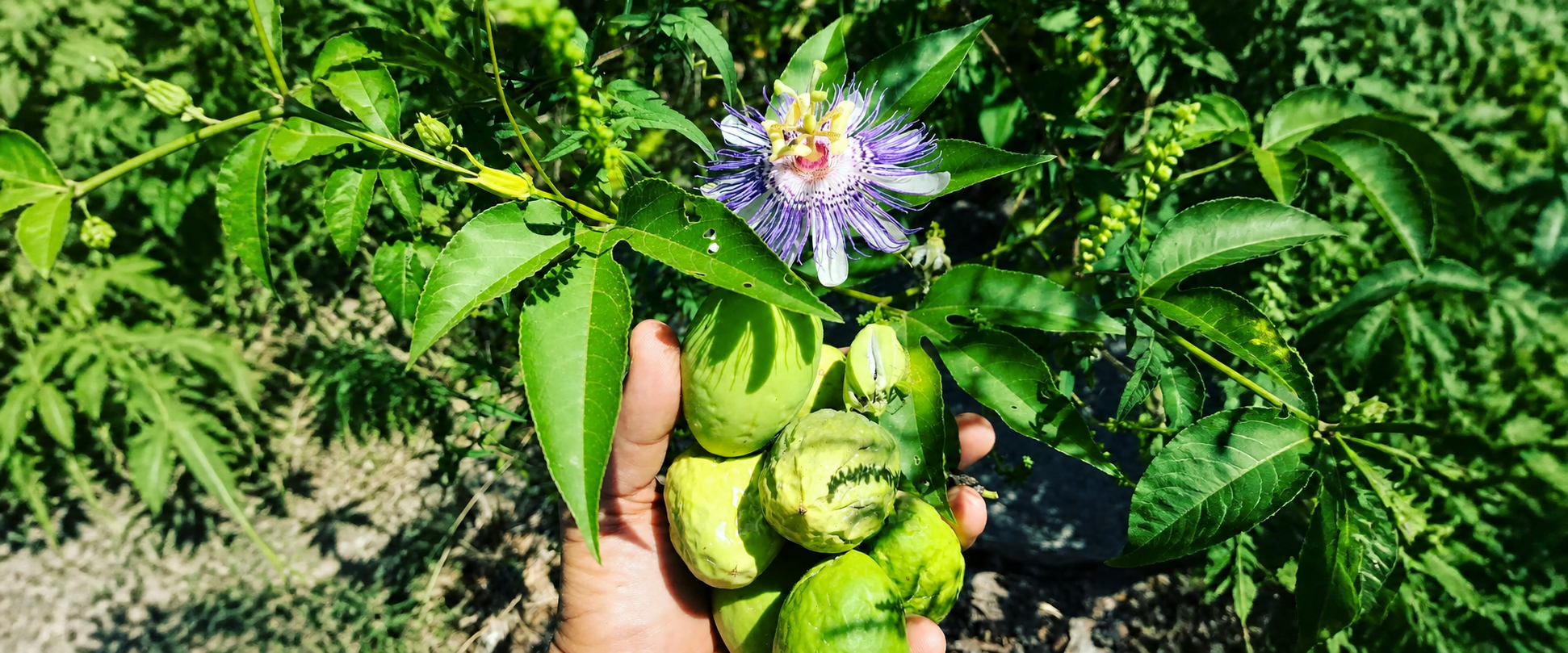 A hand holding green passionfruit beneath a blooming passionflower on the vine